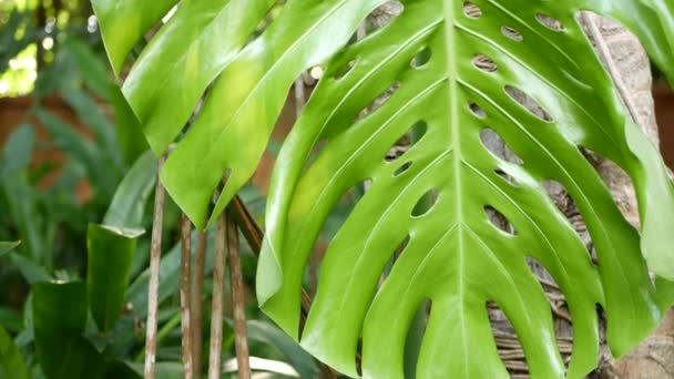 Ljus saftig exotisk tropisk grönska i djungeln. Selektiv fokus naturlig organisk bakgrund, ovanlig växt lövverk. Lugn avkopplande Wild Paradise Rainforest abstrakt färska blad konsistens, bokeh. — Stockvideo