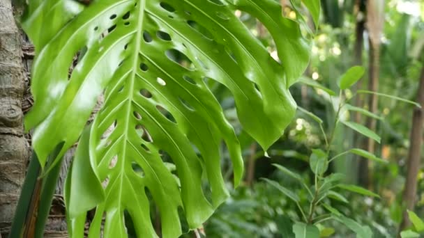 Bright juicy exotic tropical greenery in jungle. Selective focus natural organic background, unusual plant foliage. Calm relaxing wild paradise rainforest abstract fresh leaves texture, bokeh. — Stock Video