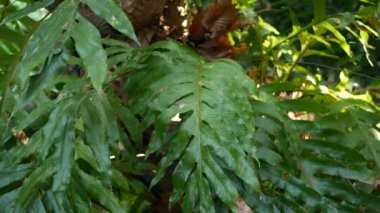 Ormanda parlak sulu egzotik Tropikal yeşillikler. Seçici odak doğal organik arka plan, alışılmadık bitki yaprakları. Sakin rahatlatıcı vahşi cennet yağmur ormanları soyut taze yaprakları doku, bokeh.