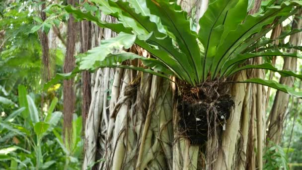 Fern madarak fészkelnek Banyan-on. Fényes páfránymadarak fészkelnek nagy zöld levelekkel, amik Banyanban nőnek fel. Különböző trópusi növények nőnek dzsungel esőerdőben a napsütéses napon a természetben — Stock videók