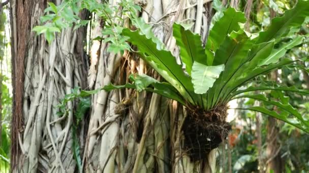 Os pássaros de samambaia nidificam em banyan. Os pássaros de samambaia brilhantes aninham com grandes folhas verdes que crescem em banyan. Várias plantas tropicais crescendo na selva floresta tropical no dia ensolarado na natureza — Vídeo de Stock