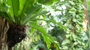 Eğreltiotu kuşları banyana yuva yapar. Parlak eğreltiotu kuşları banyan 'da büyüyen büyük yeşil yapraklarla yuva yaparlar. Doğada güneşli bir günde yağmur ormanlarında yetişen çeşitli tropikal bitkiler.