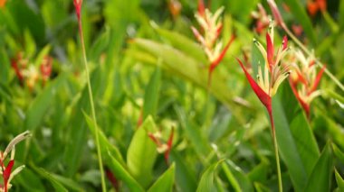 Turuncu ve sarı helikoni, Strelitzia, Cennet Kuşu makro yakın çekim, arka planda yeşil yapraklar. Cennet tropikal egzotik çiçek yağmur ormanları veya bahçede çiçeklenme. Yumuşak seçici odaklama