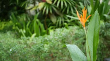 Turuncu ve sarı helikoni, Strelitzia, Cennet Kuşu makro yakın çekim, arka planda yeşil yapraklar. Cennet tropikal egzotik çiçek yağmur ormanları veya bahçede çiçeklenme. Yumuşak seçici odaklama