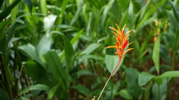 Oranje en geel Heliconia, Strelitzia, paradijsvogel macro close-up, groene bladeren op de achtergrond. Paradise tropische exotische bloem bloeien in regenwoud of tuin. Zachte selectieve focus — Stockvideo