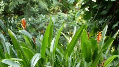 Turuncu ve sarı helikoni, Strelitzia, Cennet Kuşu makro yakın çekim, arka planda yeşil yapraklar. Cennet tropikal egzotik çiçek yağmur ormanları veya bahçede çiçeklenme. Yumuşak seçici odaklama