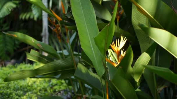 Oranje en geel Heliconia, Strelitzia, paradijsvogel macro close-up, groene bladeren op de achtergrond. Paradise tropische exotische bloem bloeien in regenwoud of tuin. Zachte selectieve focus — Stockvideo