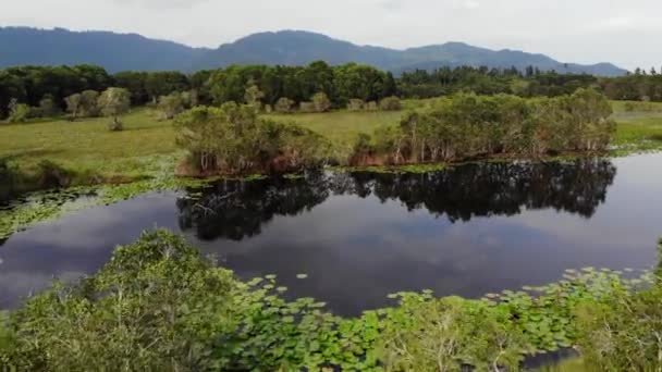 Ruhiger Teich mit Lotusdrohnenblick. Lotusblätter schwimmen auf der Oberfläche des ruhigen Sees in der grünen Landschaft der paradiesischen Insel Koh Samui in Thailand. Berge im Hintergrund. Naturschutz. — Stockvideo