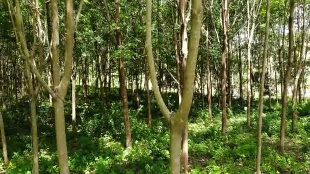 Plantage voor de winning van natuurlijke latex uit rubber bomen. Drone-weergave — Stockvideo