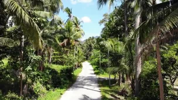 Stig genom kokos plantage. Väg som går genom kokospalmer på solig dag på Koh Samui Island i Thailand. Drönarvy över Paradise Mountains landskap. Flyger genom grönskan. Avskogning. — Stockvideo