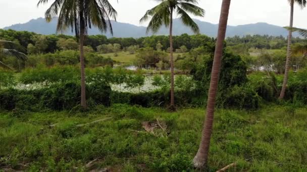 Lugn damm med lotuses Drone View. Lotus löv flyter på ytan av lugn sjö i grön landsbygd Koh Samui Paradise Island i Thailand. Bergen i bakgrunden. Naturvård. — Stockvideo