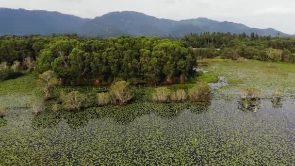 Nyugodt tó lotuses drone kilátás. Lótusz levelek úszó felszínén nyugodt tó zöld vidéken a Koh Samui Paradise Island Thaiföldön. Hegyek a háttérben. Természetvédelmi. — Stock videók