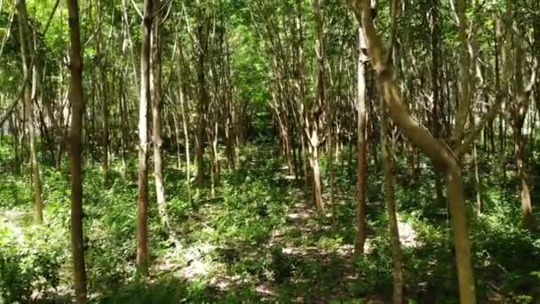 Plantación para la extracción de látex natural de árboles de caucho. Vista del dron — Vídeo de stock