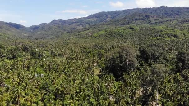 Pad door kokosnootplantage. Weg door kokospalmen te gaan op zonnige dag op het eiland Koh Samui in Thailand. Drone uitzicht op Paradise Mountains landschap. Vliegen door het groen. Ontbossing. — Stockvideo