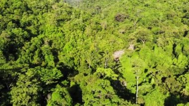 Tepelerdeki yeşil orman. Koh Samui Adası'nda engebeli arazide yetişen tropikal ağaçlar. Dağlar arasında şelale yolu drone görünümü. Asya'da yağmur ormanları manzarası. Çevre koruma kavramı