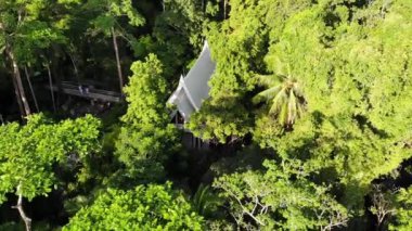 Tepelerde yeşil orman. Koh Samui Adası 'ndaki tepelik arazide tropik ağaçlar yetişiyor. Ağaçlar arasındaki tapınak drone görüntüsü. Asya 'da yağmur ormanı manzarası. Çevre koruma kavramı