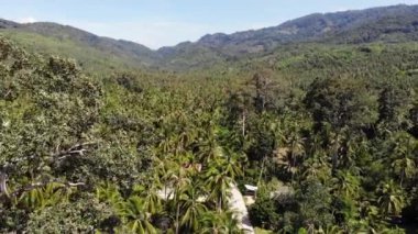 Hindistan cevizi tarlasında yol. Yol Tayland Koh Samui Adası'nda güneşli bir günde hindistan cevizi avuç içi geçiyor. Cennet dağlar manzara Drone görünümü. Yeşillikte uçuyor. Ormansızlaşma.