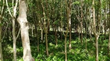 Kauçuk ağaçlardan doğal lateks çıkarılması için Plantasyon. Drone görünümü