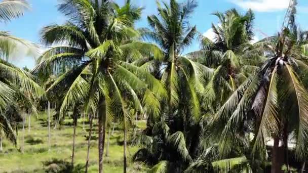 Vista aérea del dron, paisaje de la isla, plantaciones de palma de coco, Tailandia. Escena paradisíaca idílica natural. Montaña colina, selva tropical exótica salvaje selva verde. Deforestación daños ambientales — Vídeos de Stock