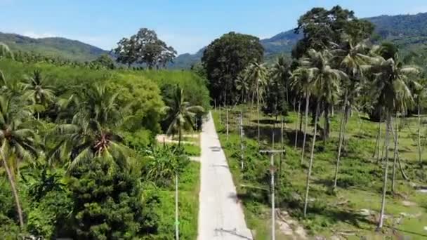 Путь через кокосовую плантацию. Дорога проходит через кокосовые пальмы в солнечный день на острове Самуи в Таиланде. Вид на райские горы с беспилотника. Летаю по зелени. Вырубка лесов . — стоковое видео