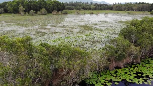 Estanque tranquilo con vista al dron lotos. Hojas de loto flotando en la superficie de un lago tranquilo en la verde campiña de la isla paradisíaca Koh Samui en Tailandia. Montañas al fondo. Protección de la naturaleza . — Vídeos de Stock