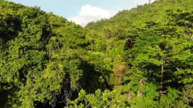 Tepelerdeki yeşil orman. Koh Samui Adası'nda engebeli arazide yetişen tropikal ağaçlar. Dağlar arasında şelale yolu drone görünümü. Asya'da yağmur ormanları manzarası. Çevre koruma kavramı