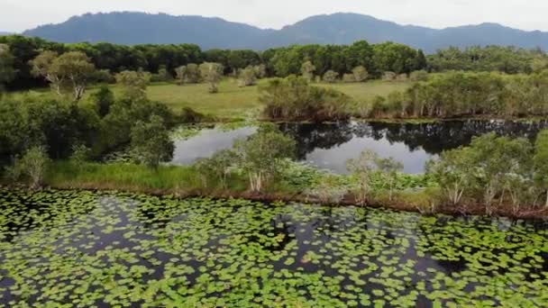 Calm pond with lotuses drone view. Lotus leaves floating on surface of tranquil lake in green countryside of Koh Samui paradise Island in Thailand. Mountains in the background. Nature conservation. — Stock Video