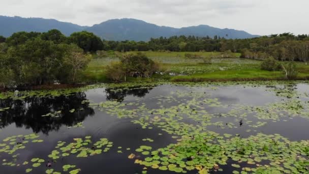蓮のドローンビューと穏やかな池。タイのサムイ島の緑豊かな田園地帯の静かな湖の表面に浮かぶ蓮の葉。背景の山々。自然保護. — ストック動画