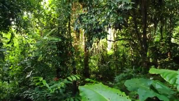 Groene planten in de jungle. Diverse tropische groene planten groeien in het bos op zonnige dag in de natuur. Magisch landschap van het regenwoud. Wilde vegetatie, monsters en lianen diep in tropisch bos drone view — Stockvideo