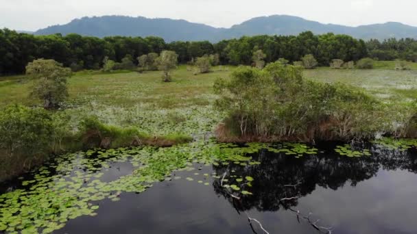 蓮のドローンビューと穏やかな池。タイのサムイ島の緑豊かな田園地帯の静かな湖の表面に浮かぶ蓮の葉。背景の山々。自然保護. — ストック動画