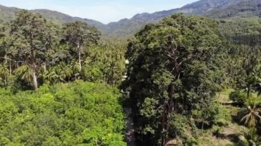 Hindistan cevizi tarlasında yol. Yol Tayland Koh Samui Adası'nda güneşli bir günde hindistan cevizi avuç içi geçiyor. Cennet dağlar manzara Drone görünümü. Yeşillikte uçuyor. Ormansızlaşma.