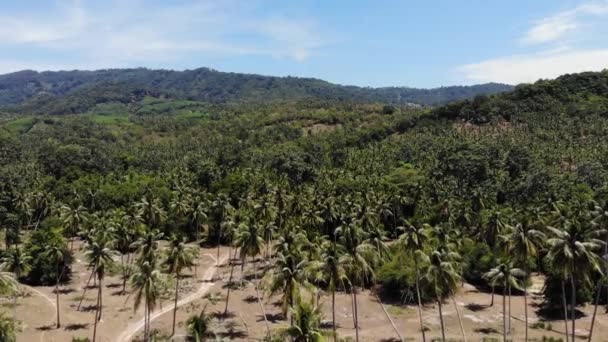 Vista aérea drone, paisagem insular, plantações de coqueiros, Tailândia. Cena paradisíaca idílica natural. Montanha, floresta tropical exótica selvagem floresta tropical verde. Desflorestação danos ambientais — Vídeo de Stock