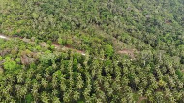 Tropikal bölgede büyük bir palmiye tarlası. Tayland 'da güneşli bir günde büyük bir çiftlikte büyüyen küçük yeşil palmiyeler. Samui 'nin Cennet Adası. Tarım için gezegenin ormanlarının yok edilmesi. Drone görünümü