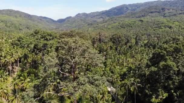 Weg durch Kokosnussplantagen. Straße durch Kokospalmen an einem sonnigen Tag auf der Insel Koh Samui in Thailand. Drohnen-Blick auf paradiesische Berglandschaft. fliegen durch das Grün. Entwaldung. — Stockvideo