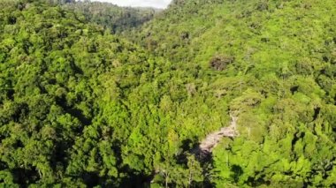 Tepelerdeki yeşil orman. Koh Samui Adası'nda engebeli arazide yetişen tropikal ağaçlar. Dağlar arasında şelale yolu drone görünümü. Asya'da yağmur ormanları manzarası. Çevre koruma kavramı