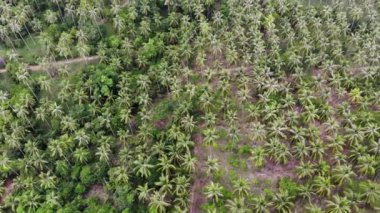 Tropikal bölgede büyük bir palmiye tarlası. Tayland 'da güneşli bir günde büyük bir çiftlikte büyüyen küçük yeşil palmiyeler. Samui 'nin Cennet Adası. Tarım için gezegenin ormanlarının yok edilmesi. Drone görünümü