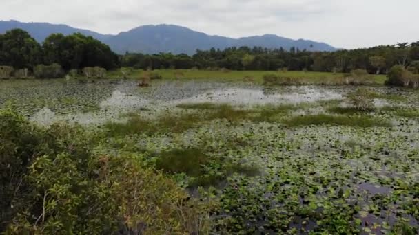 Estanque tranquilo con vista al dron lotos. Hojas de loto flotando en la superficie de un lago tranquilo en la verde campiña de la isla paradisíaca Koh Samui en Tailandia. Montañas al fondo. Protección de la naturaleza . — Vídeos de Stock