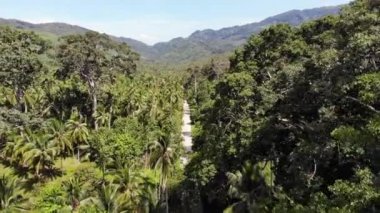 Hindistan cevizi tarlasında yol. Yol Tayland Koh Samui Adası'nda güneşli bir günde hindistan cevizi avuç içi geçiyor. Cennet dağlar manzara Drone görünümü. Yeşillikte uçuyor. Ormansızlaşma.
