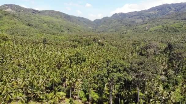 Weg durch Kokosnussplantagen. Straße durch Kokospalmen an einem sonnigen Tag auf der Insel Koh Samui in Thailand. Drohnen-Blick auf paradiesische Berglandschaft. fliegen durch das Grün. Entwaldung. — Stockvideo