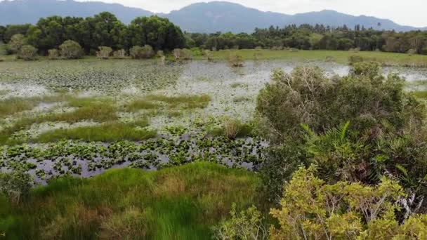 Lago calmo com vista de drone de lótus. Folhas de lótus flutuando na superfície do lago tranquilo na paisagem verde de Koh Samui ilha paradisíaca na Tailândia. Montanhas ao fundo. Conservação da natureza . — Vídeo de Stock