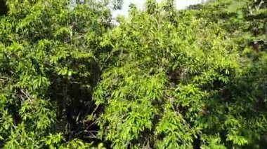 Tepelerdeki yeşil orman. Koh Samui Adası'nda engebeli arazide yetişen tropikal ağaçlar. Dağlar arasında şelale yolu drone görünümü. Asya'da yağmur ormanları manzarası. Çevre koruma kavramı