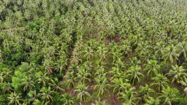 Enorme plantación de palmeras en el país tropical. Pequeñas palmeras verdes que crecen en grandes plantaciones en un día soleado en Tailandia. Isla paradisíaca de Samui. deforestación del planeta para la agricultura. Vista del dron — Vídeo de stock