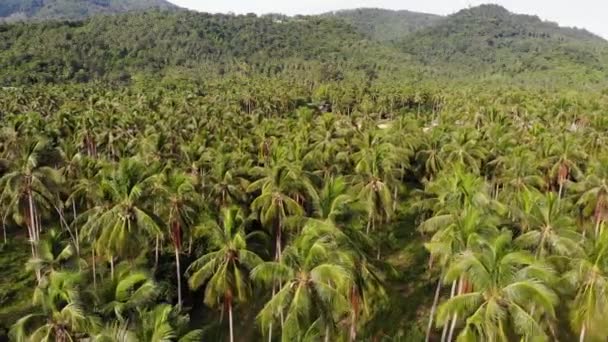 Luchtfoto drone weergave, eiland landschap, coconut palm plantages, Thailand. Natuurparadijs idyllische scène. De heuvel van de berg, tropische exotische wilde jungle groen regenwoud. Ontbossing milieuschade — Stockvideo