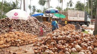 KOH SAMUI ADASI, THAILAND - 1 Temmuz 2019: Hindistan cevizi tarlasında çalışan Asyalı Taylandlı adamlar petrol ve posa üretimine hazır fındıklar. Geleneksel Asya tarım ve işi.