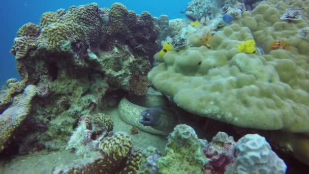 Buceo marino, Submarino colorido arrecife de coral tropical paisaje marino. Morena venenosa peligrosa murena anguila profunda en el océano. Corales ecosistema acuático paraíso fondo. Agua deporte extremo hobby . — Vídeo de stock