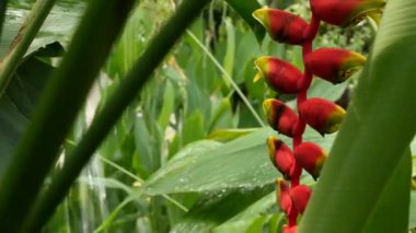 Yağmur ormanlarına su sıçratmak. Orman tropikal egzotik arka planda akıntı ve ormanda sulu yeşil yapraklar. Yağmur ormanı ya da bahçe yeşilliği. Taze canlı cennet bitkileri Bokeh ile yeşilleniyor.