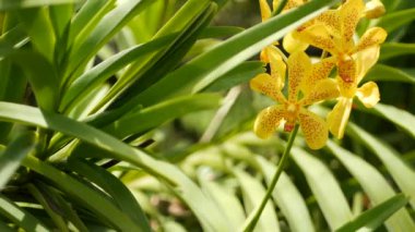 Bulanık makrolar, bahar bahçesinde renkli tropikal orkide çiçekleri, güneşli yemyeşil yaprakların arasında narin yapraklar. Kopya alanı olan soyut doğal egzotik arkaplan. Çiçek açar ve iz bırakır.