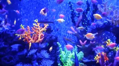 Renkli canlı balıklar parlıyor, mor akvaryum ultraviyole ışık altında. Mor floresan tropikal cennet egzotik arka plan, parlak ekosistem, canlı fantezi dekoratik neon tank