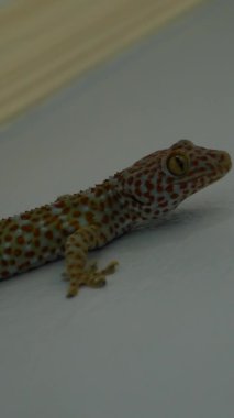 Gri yüzeyde Tockay Gecko. Akşamları gri yüzeyde sürünen Tockay Gecko adındaki Asya kertenkele türünden