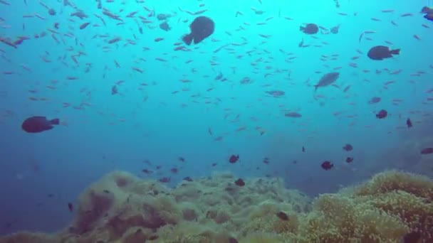 Deniz tüplü dalış, sualtı renkli tropikal mercan resif bahçesi deniz manzarası. Deniz balığı sürüsü, derin okyanus. Deniz şakayığı tarlası, yumuşak mercanlar, suda ortak yaşam ekosistemi, cennet lagünü arka planı.. — Stok video